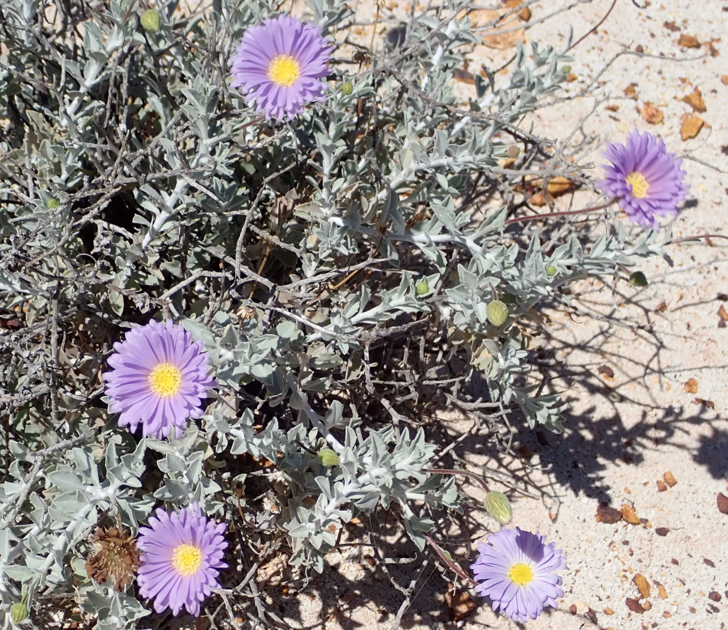 TPAG volunteers in the field among native vegetation