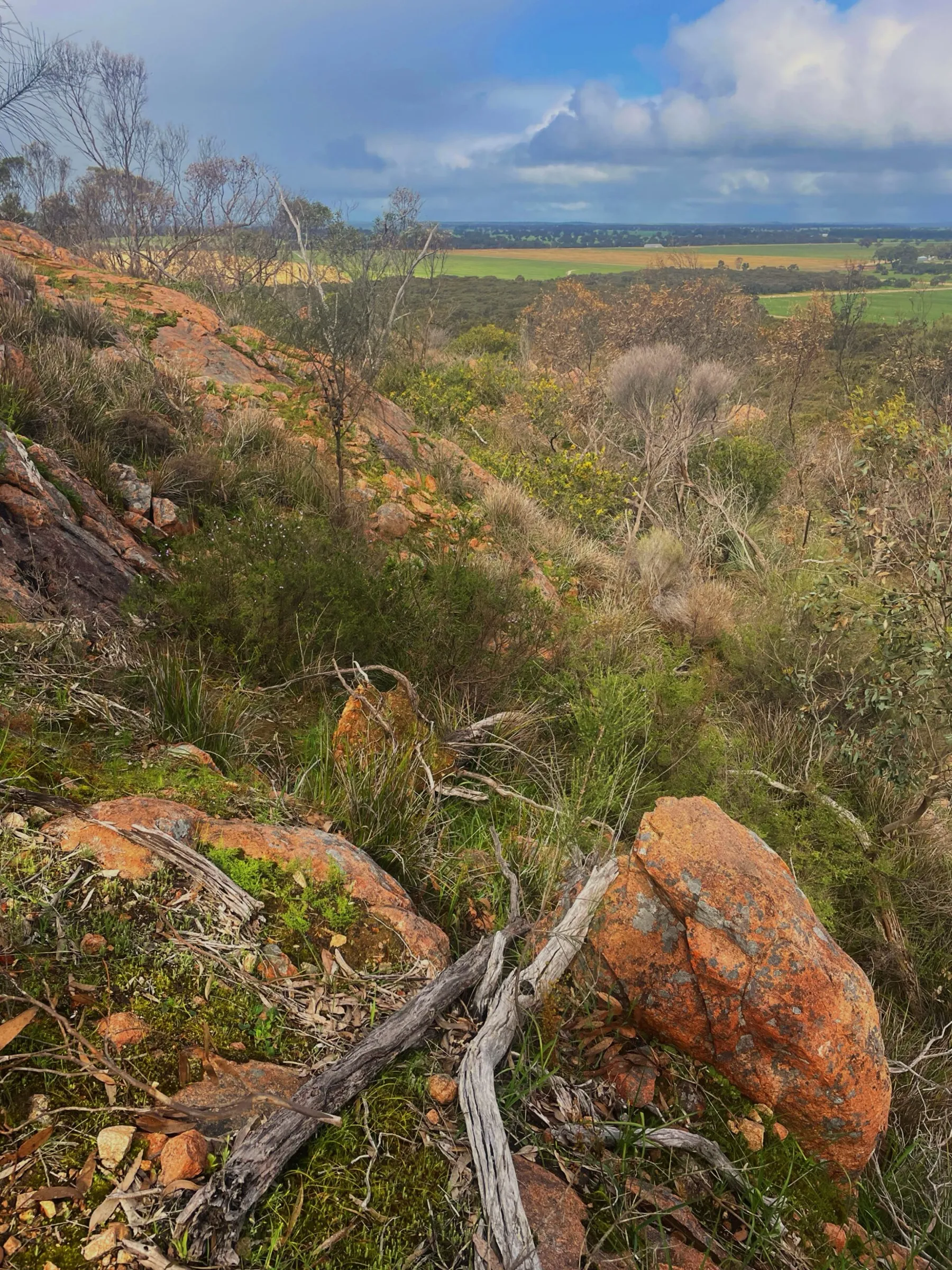 Native vegetation at Mount Monster Conservation Park