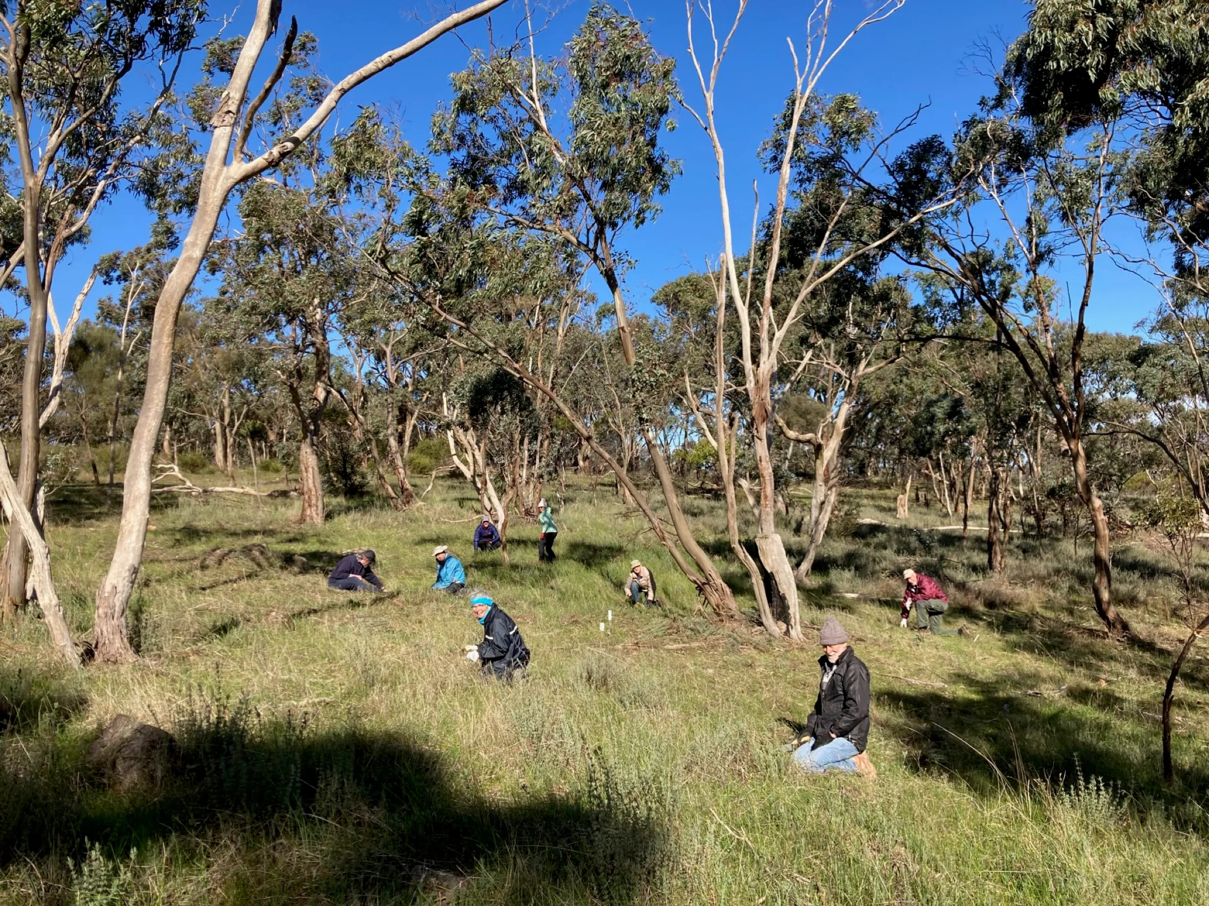 Volunteers weeding at Sevenhill